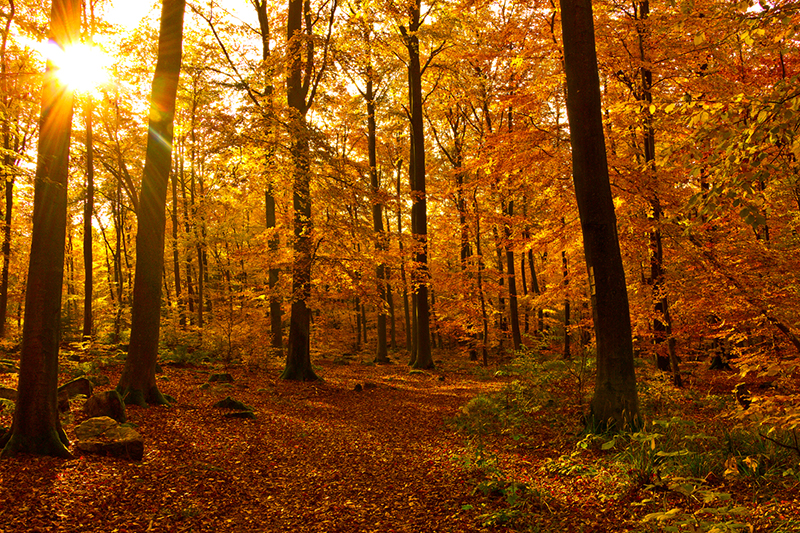 Herbstwald_quer_WEB